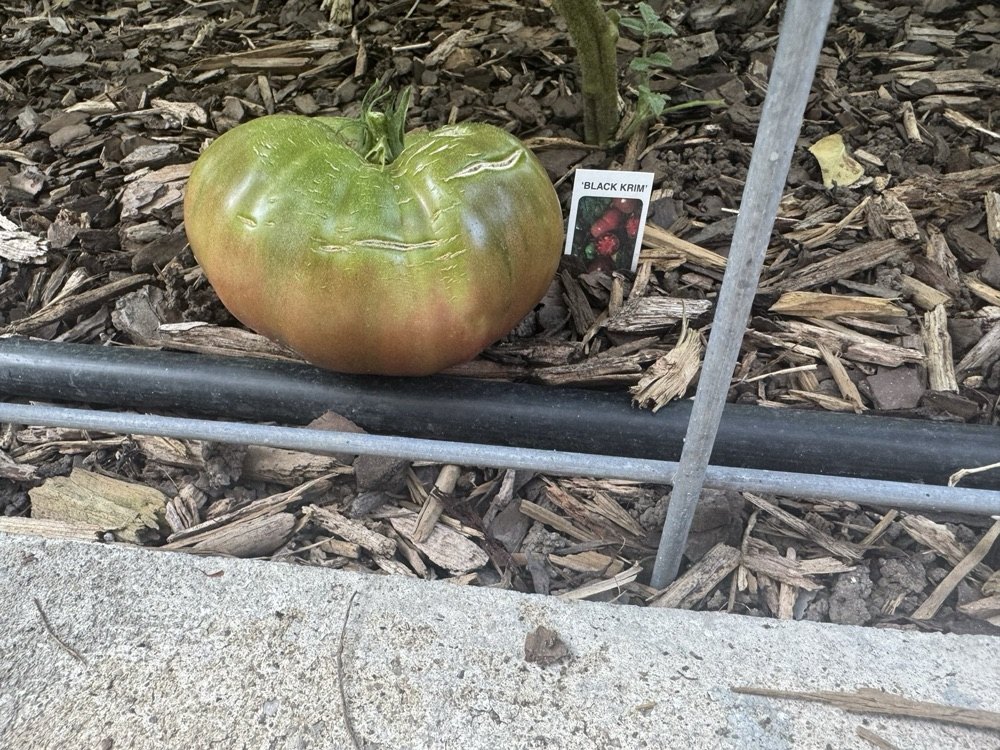 A Black Krim tomato on the vine, still green at the shoulders, next to its plant tag