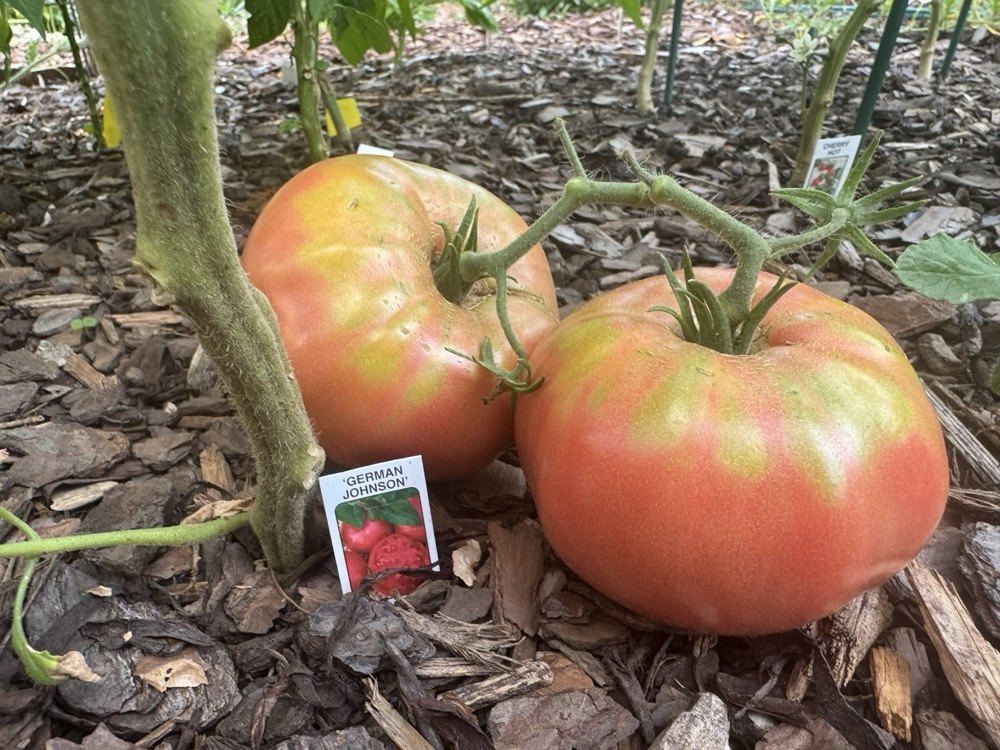 Two pink German Johnson tomatoes on the vine beside their plant tag