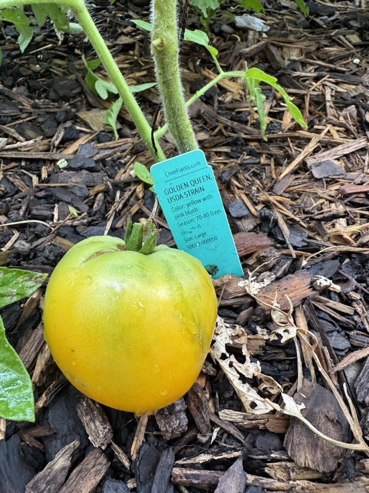 A yellow Golden Queen tomato hanging beside its plant tag
