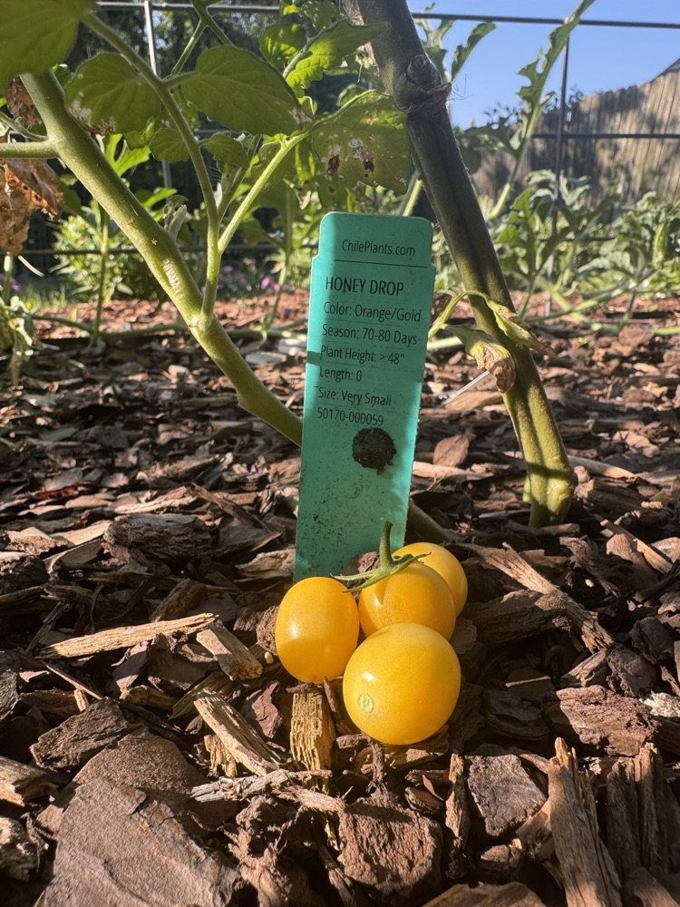 A cluster of small golden Honey Drop cherry tomatoes under their plant tag