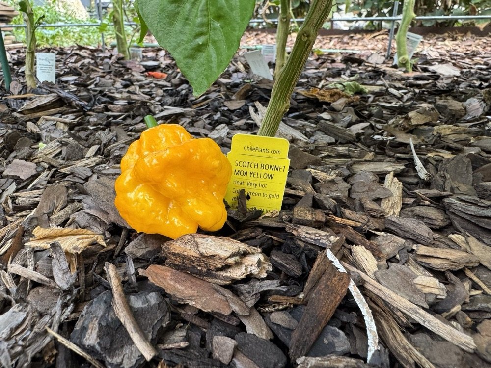 A yellow Moa Scotch Bonnet pepper on the plant beside its tag