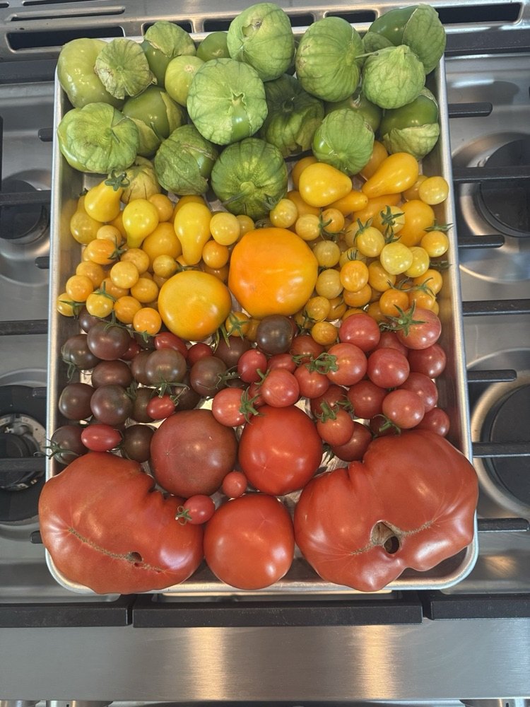 A tray of tomatillos and tomatoes sorted by color: green tomatillos at the top, then yellow, orange, purple, and red tomatoes