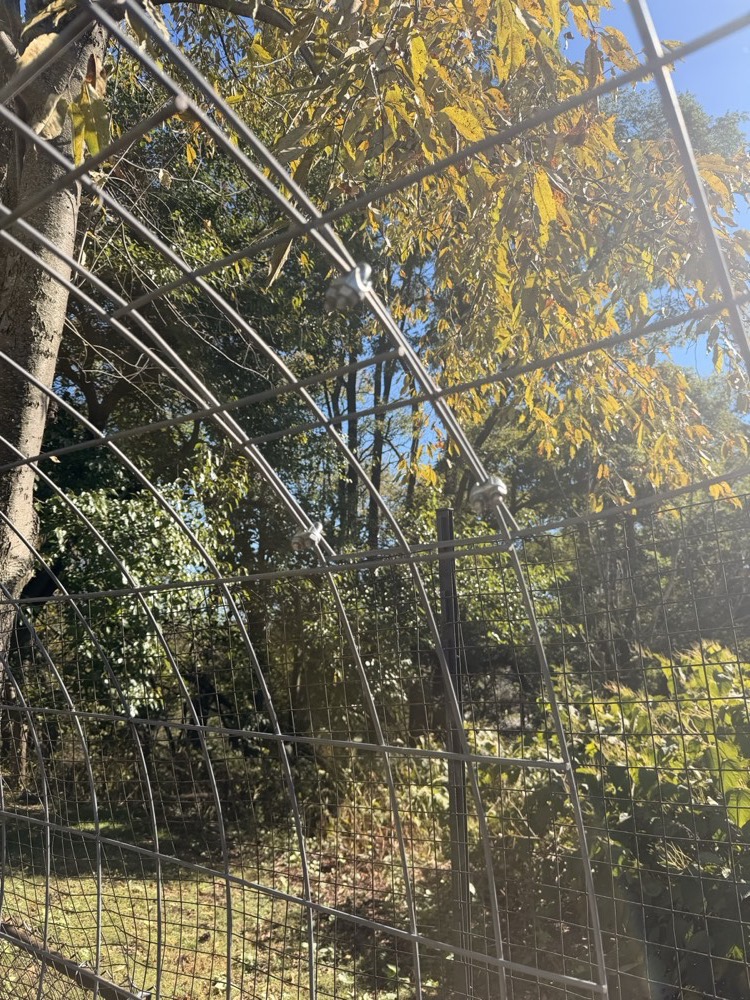 Field photo of the half-arch joint