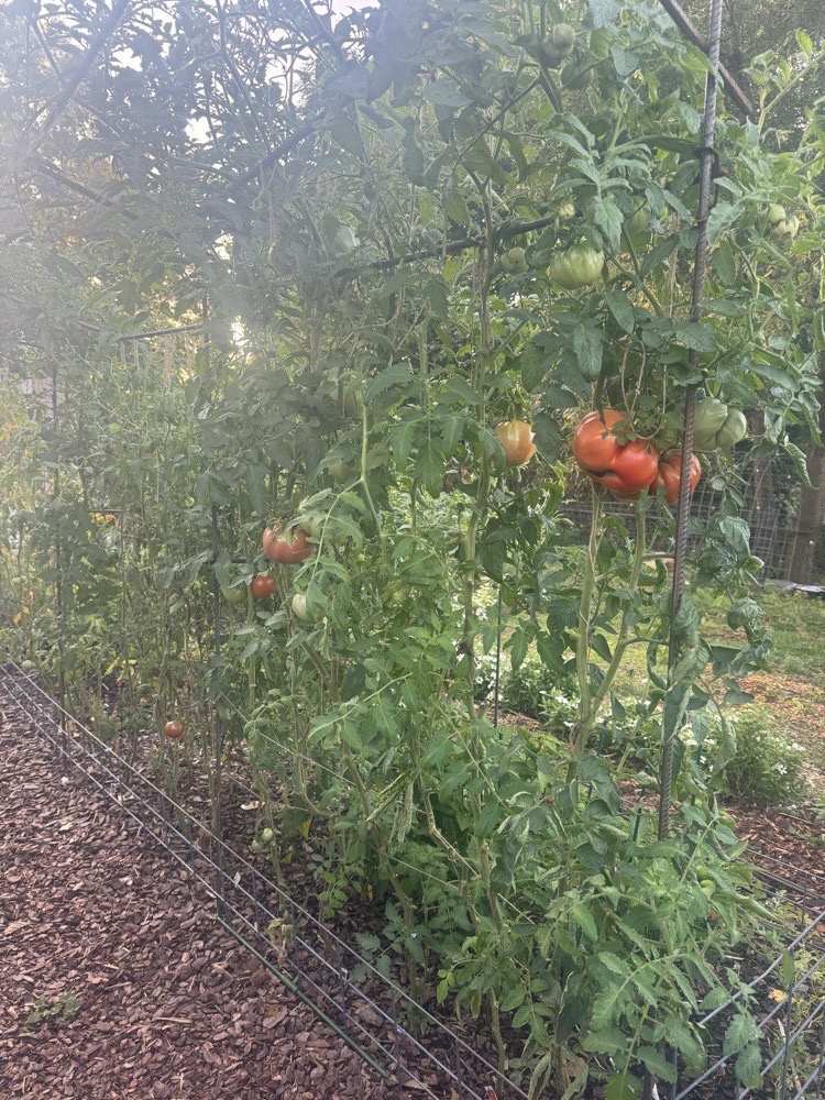 Field photo of the rebar trellis