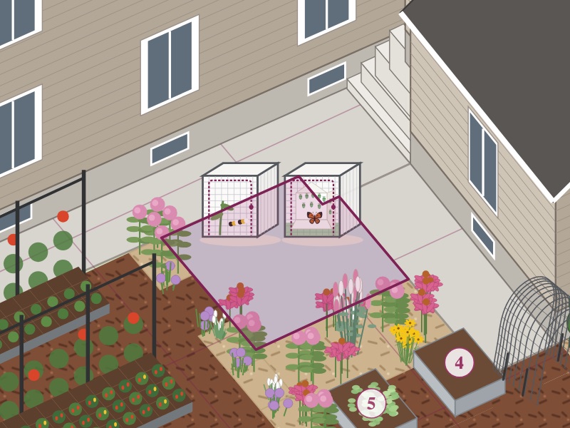 Where I raise caterpillars on the garden map