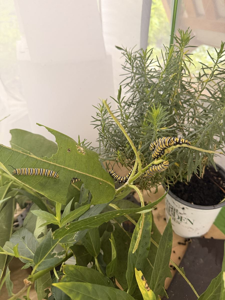 Several large striped monarch caterpillars eating milkweed inside a mesh enclosure