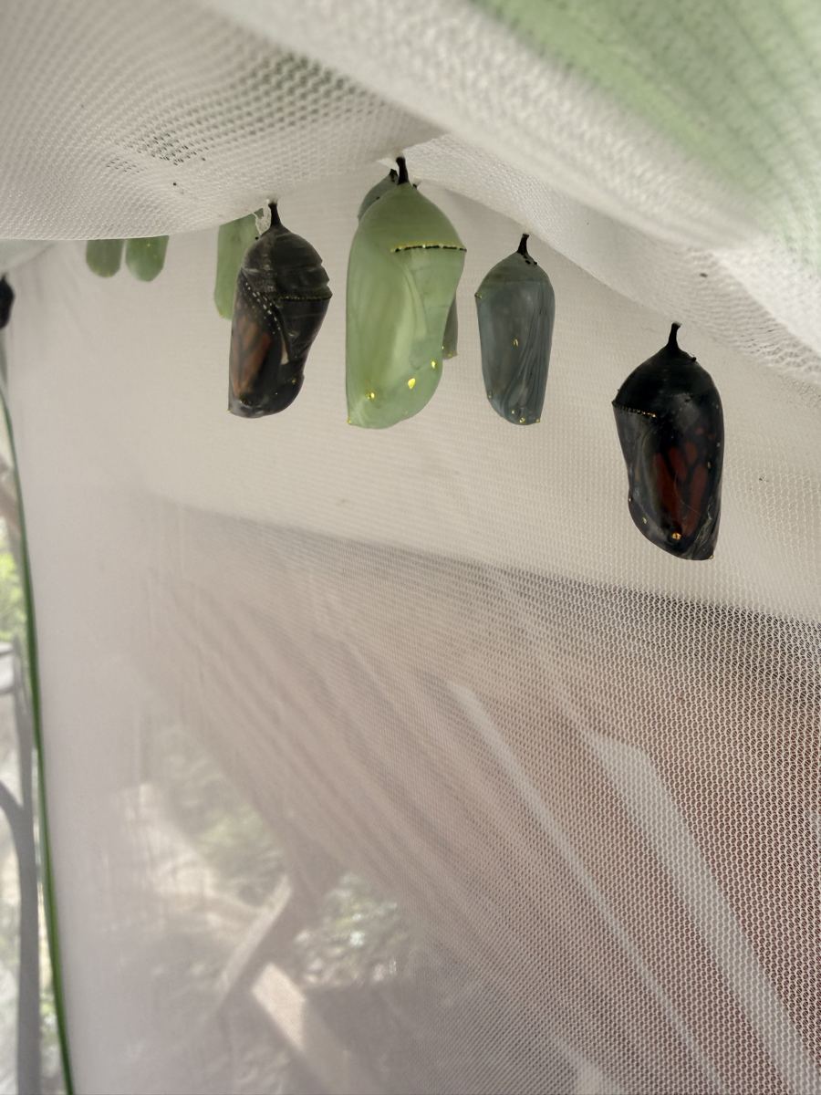A row of chrysalises in different stages: green, blue-green, and dark with orange wings showing through