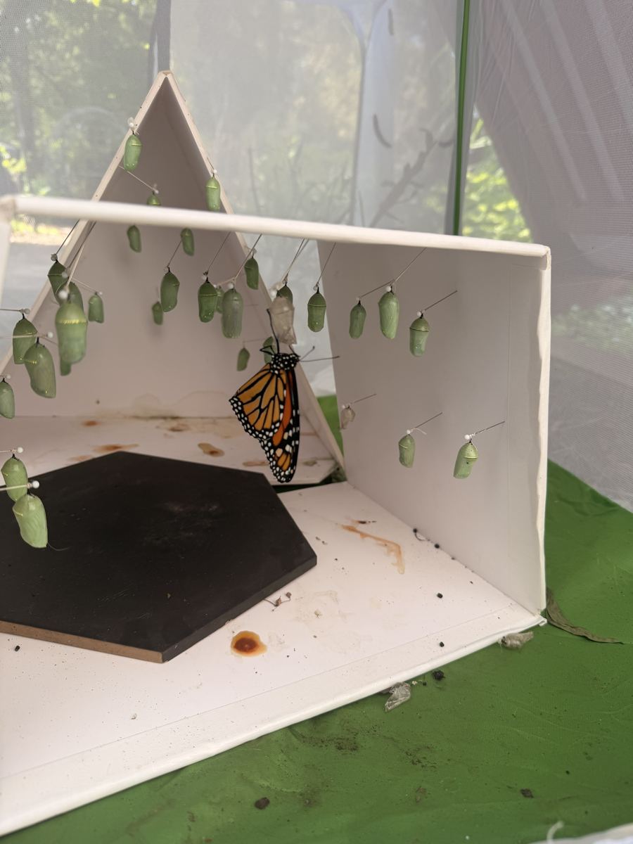 Dozens of green monarch chrysalises pinned along a white folding station, with one newly emerged butterfly