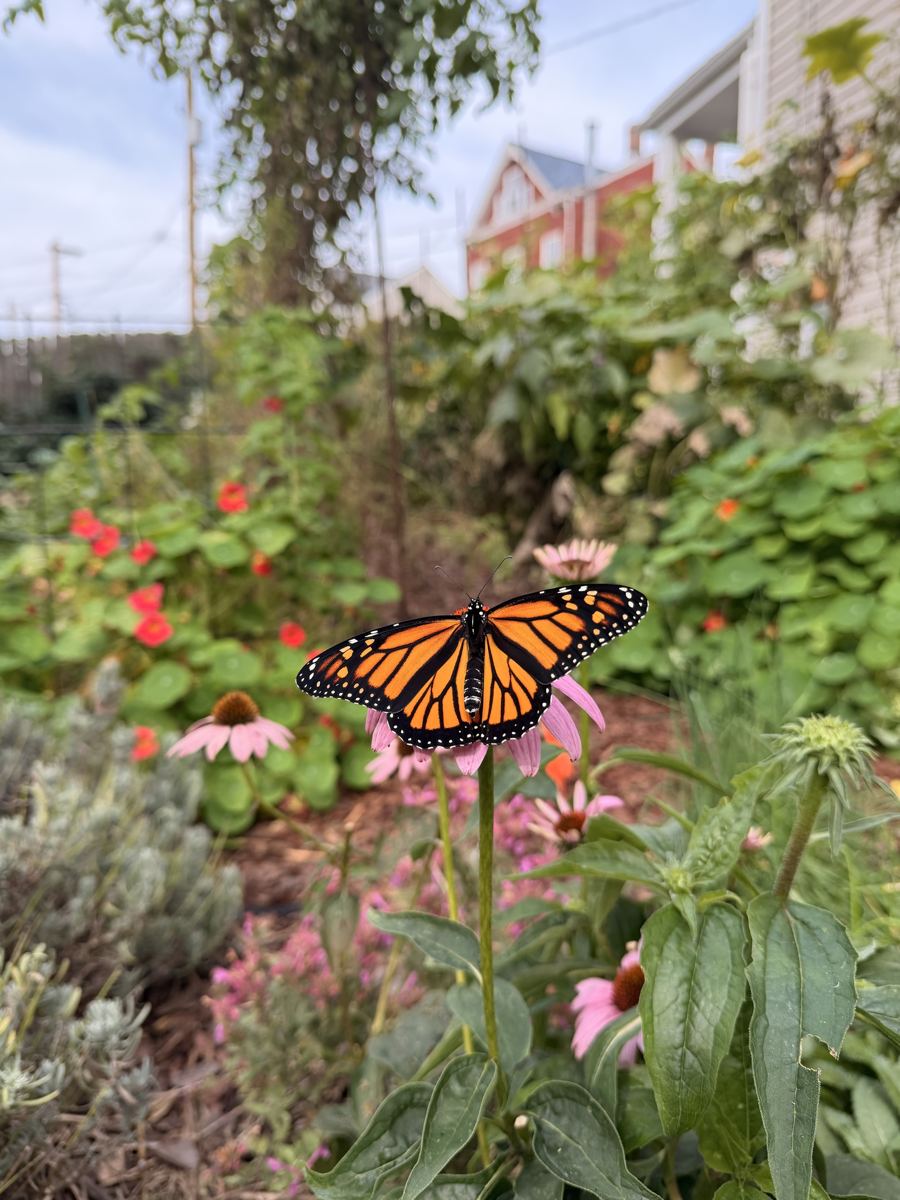 A monarch with open wings on a pink coneflower in the garden