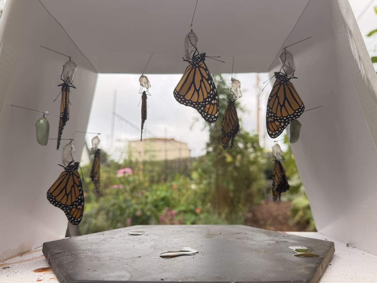 Several newly emerged monarchs hanging from empty clear chrysalis shells inside a white box, drying their wings