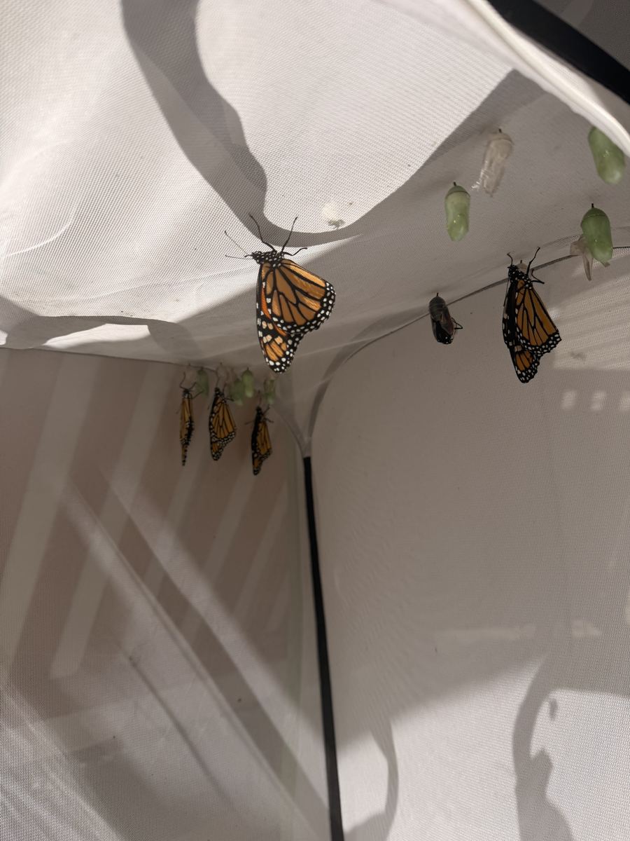 Newly emerged monarchs hanging inside a white mesh enclosure next to green chrysalises
