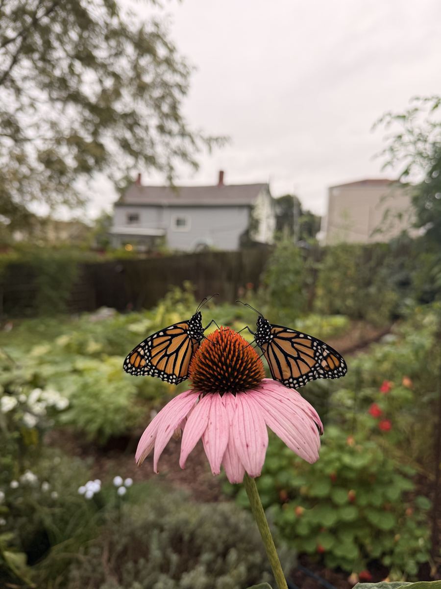 Two monarch butterflies with open wings perched on a pink coneflower in Haley's garden