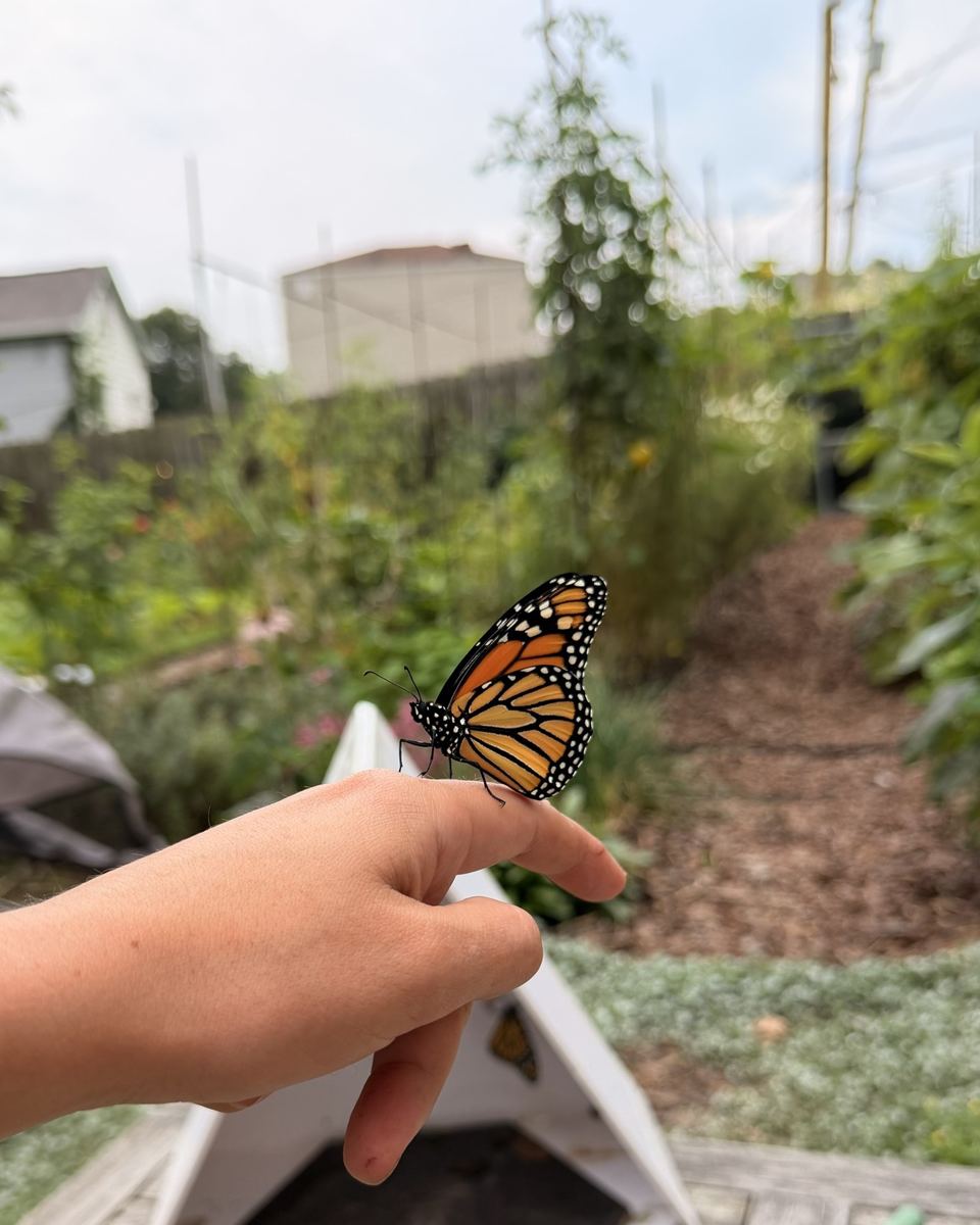 A monarch perched on Haley's finger above the garden path