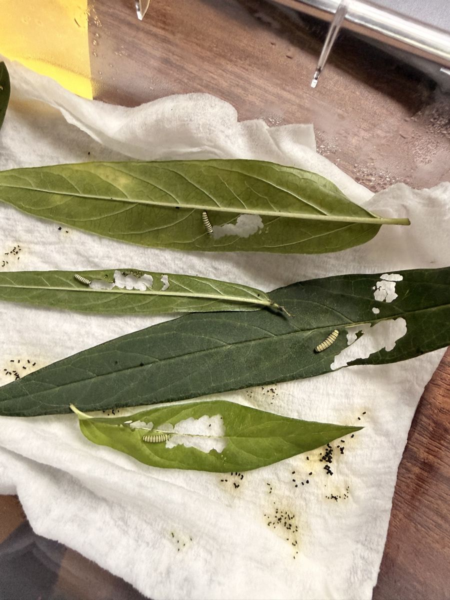 Four tiny early-instar monarch caterpillars on cut milkweed leaves on a paper towel