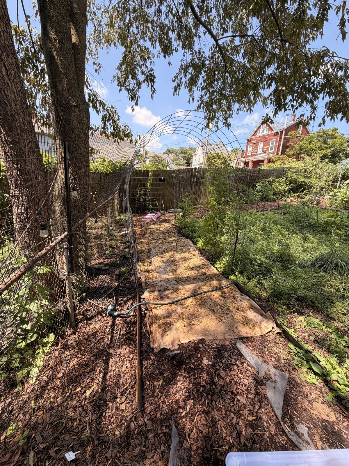The path under the tree and the cattle-panel arch, mid-layering