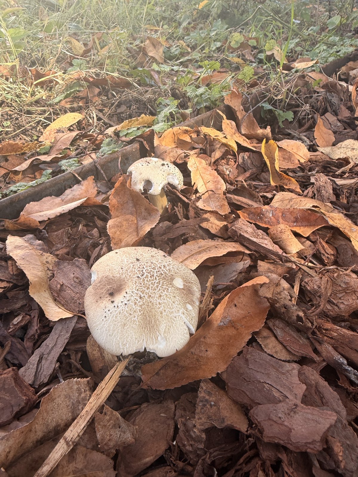 Two wine caps coming up through the wood chips in the path
