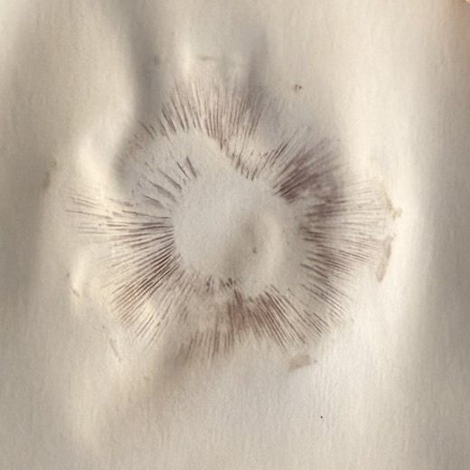 Haley’s first wine cap spore print on white paper