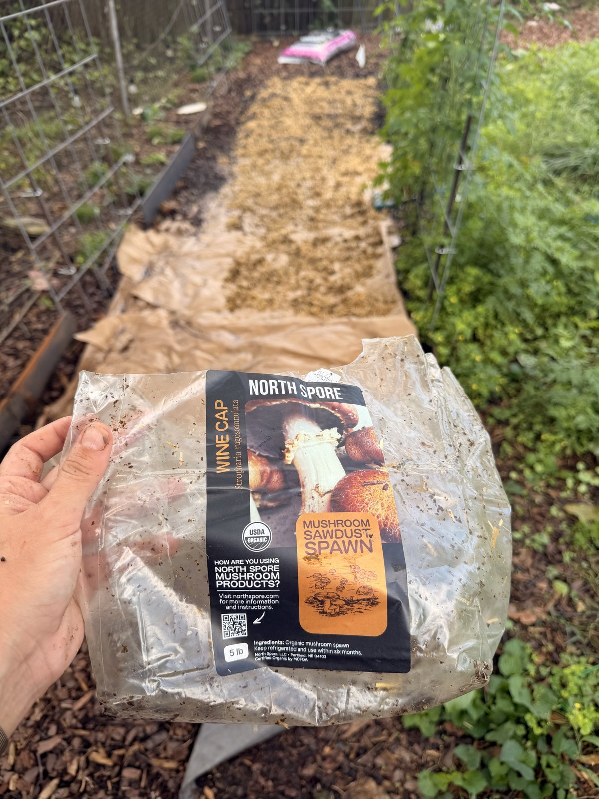 The wine cap spawn bag held over the path mid-layering