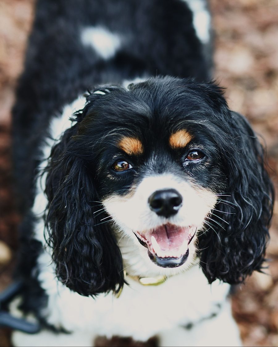 Close-up of Colt, a black, white, and tan spaniel, looking up and smiling with his mouth open