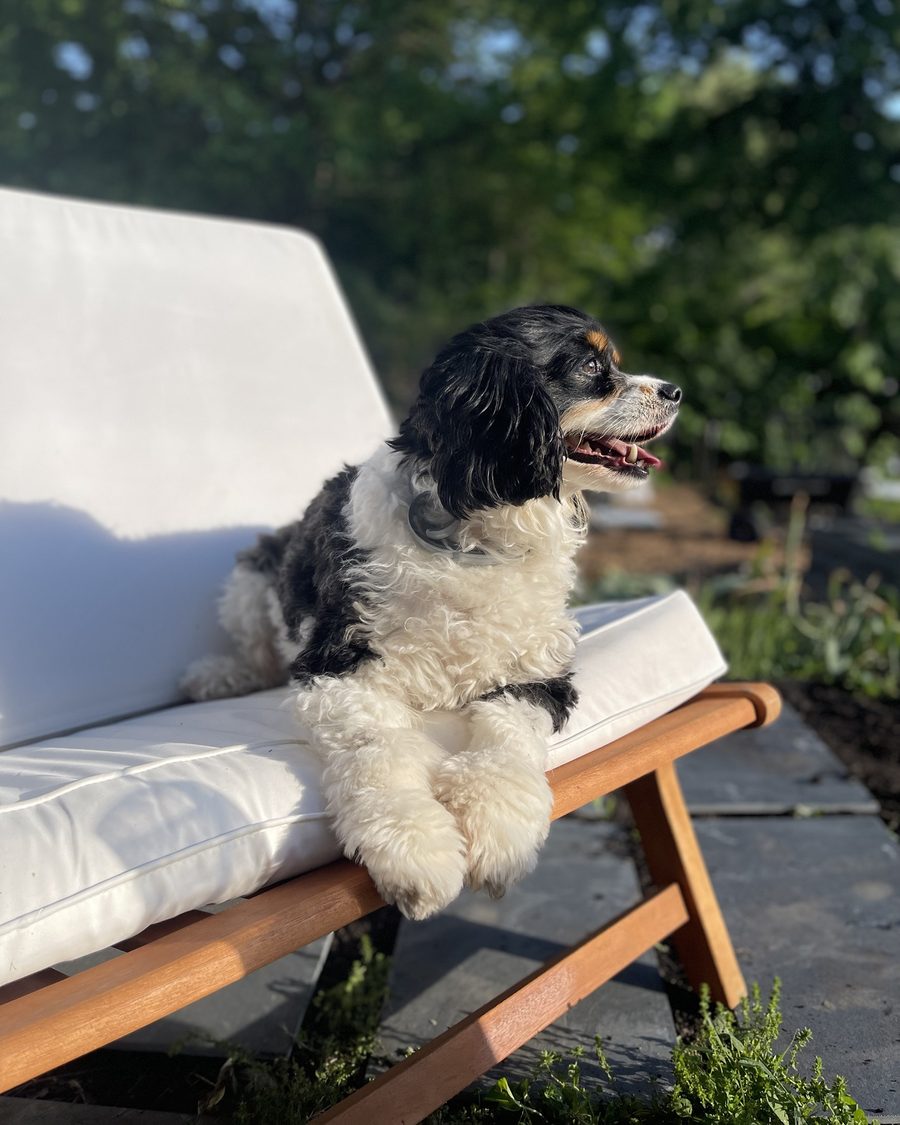 Colt lounging on a white cushioned garden bench in the sun