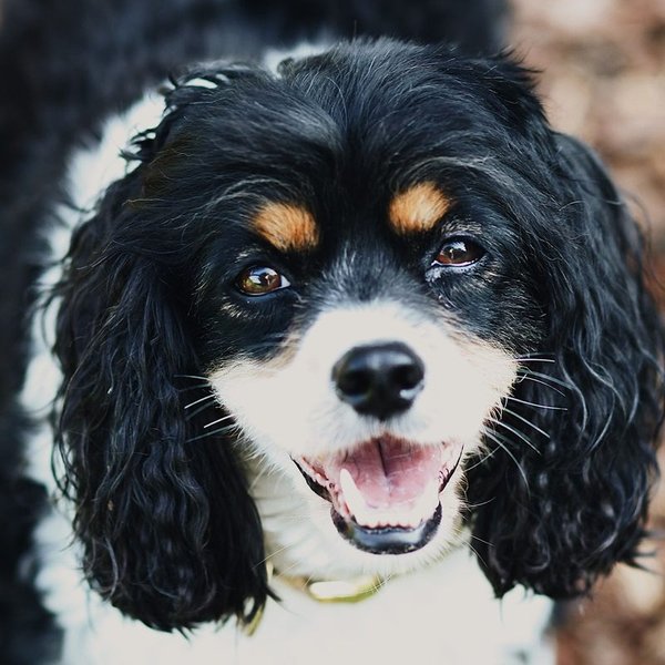 Colt, a black, white, and tan spaniel, looking up with his mouth open, waiting for a treat