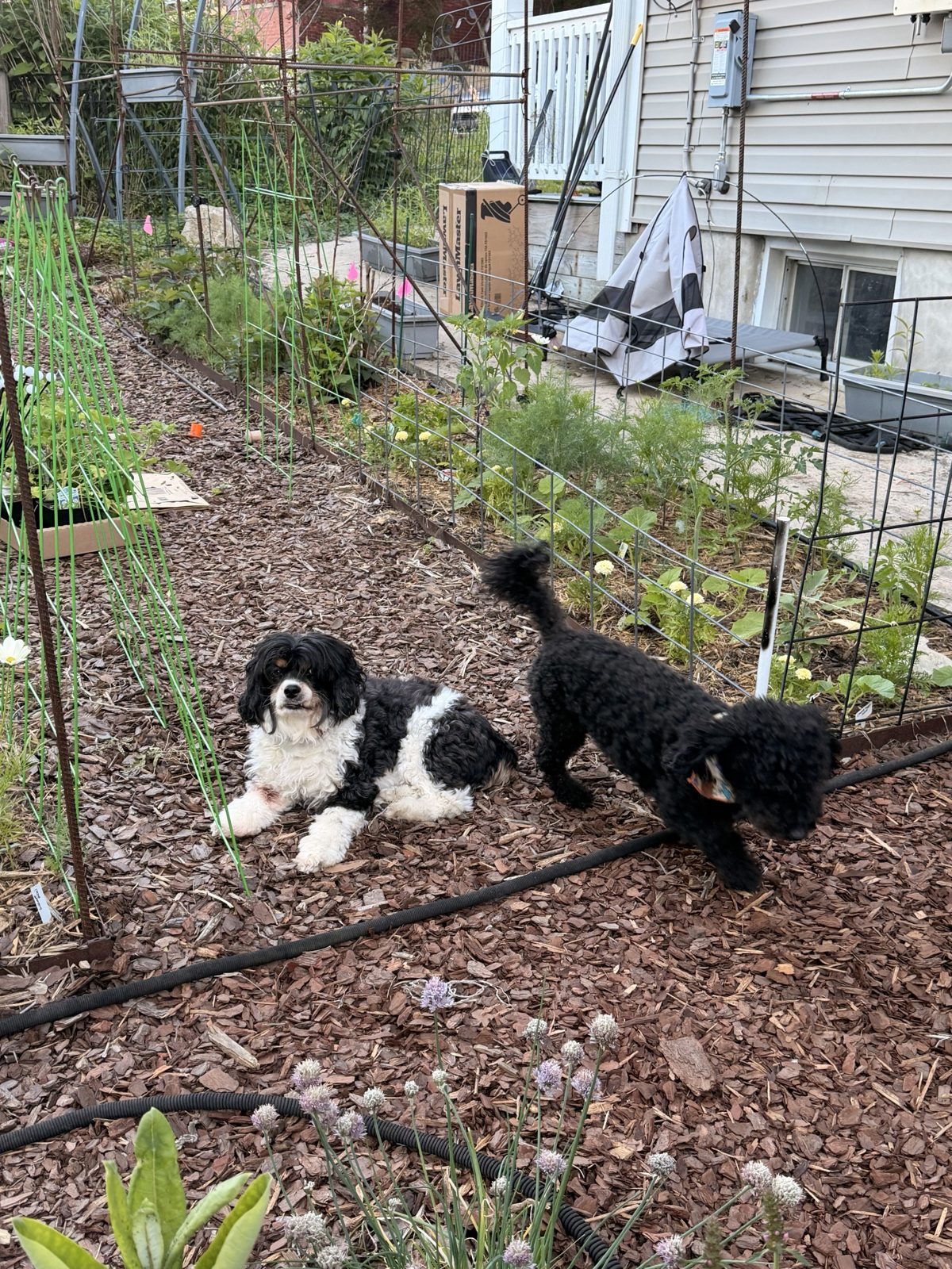 Colt lying on the mulch path between garden beds while Wes walks past