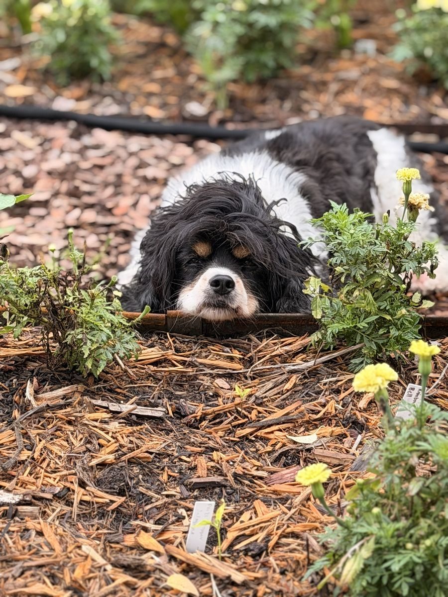 Colt resting his chin on a bed edge behind yellow marigolds