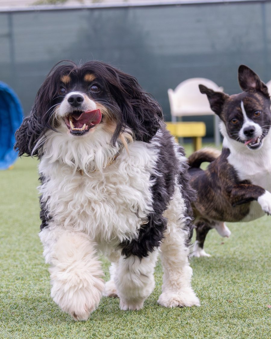 Colt running toward the camera across artificial turf, ears flying