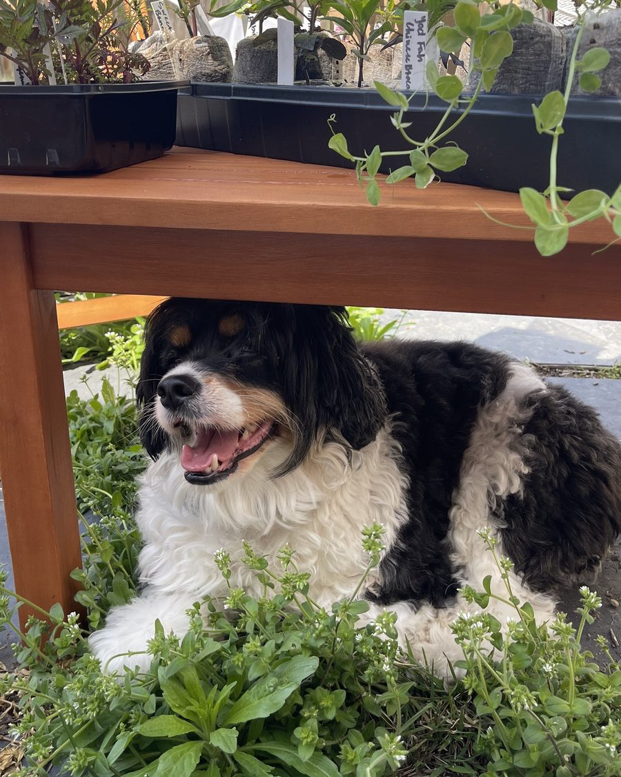 Colt lying under a table of seedling trays in the garden