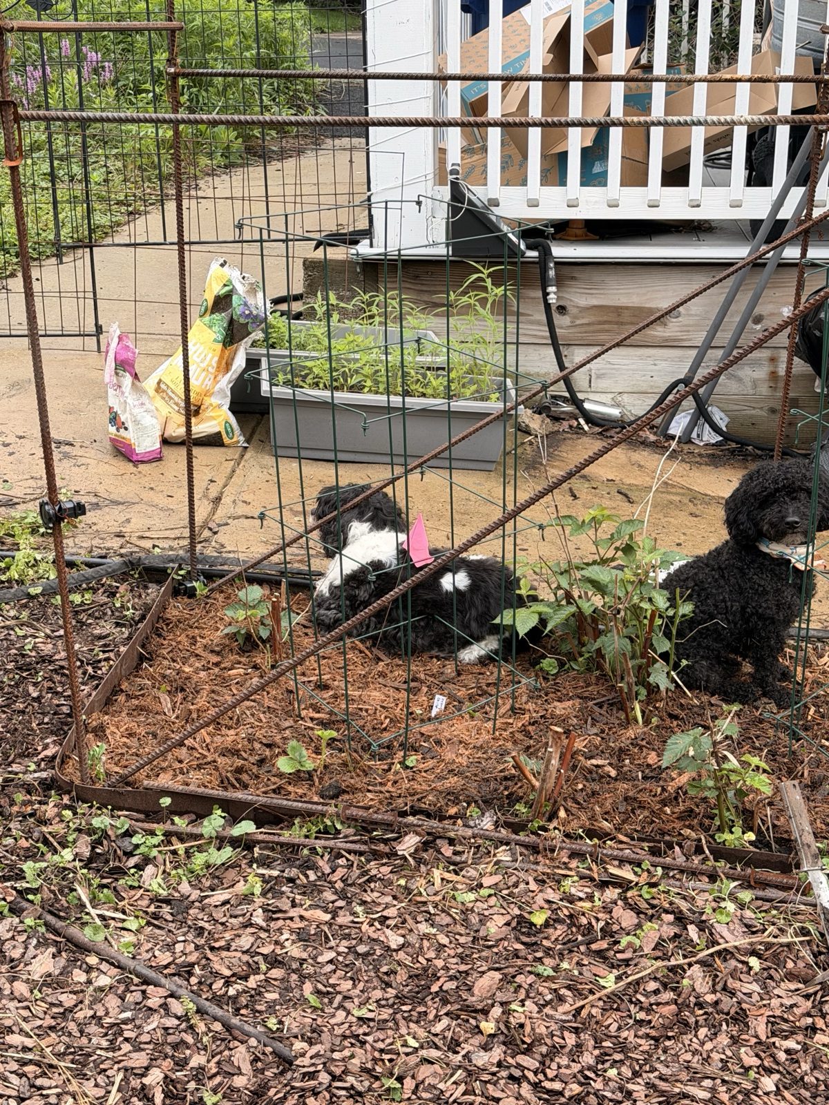 Colt and Wes resting inside a rebar trellis bed among young berry canes
