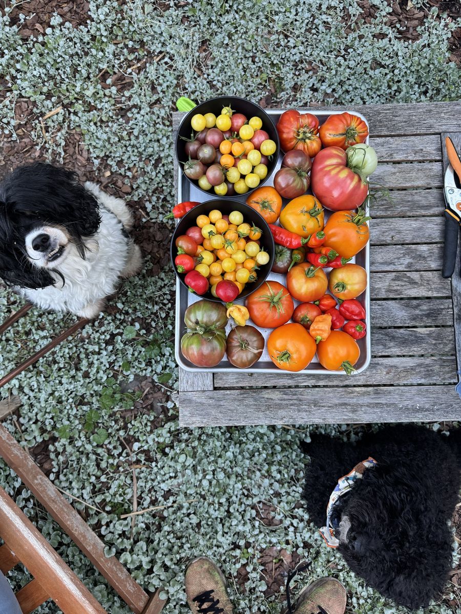 Overhead view of a tray of tomatoes and peppers on a bench, with Colt and Wes looking up at it