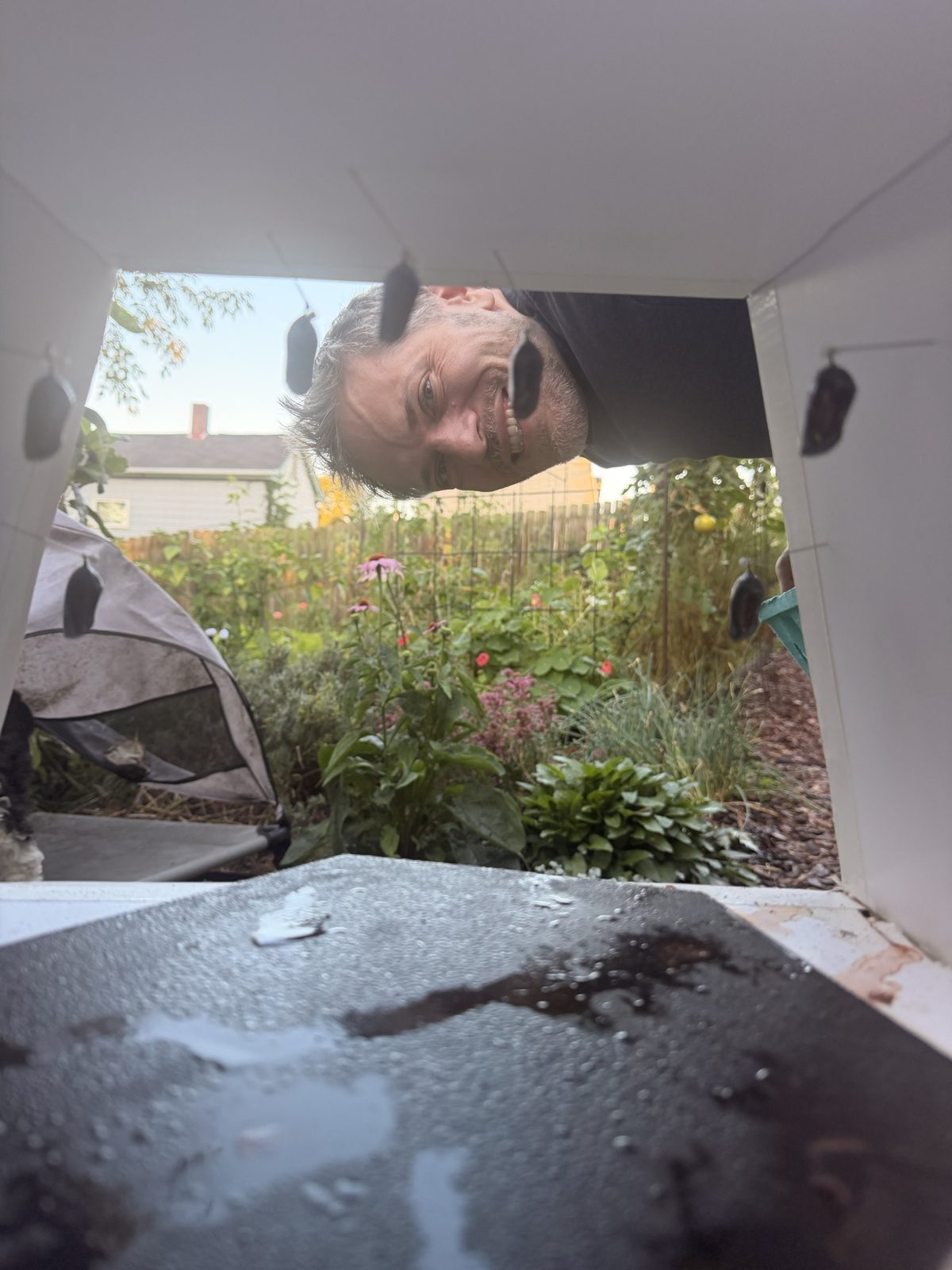 Michael peering into the monarch drying box from below, with chrysalises hanging inside