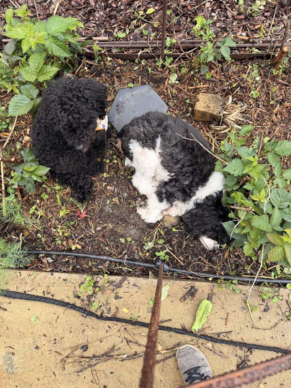 Overhead view of Wes and Colt lying side by side in the mulch of a berry bed