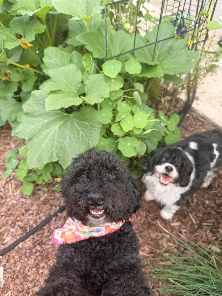 Wes and Colt grinning at the camera in front of big squash leaves