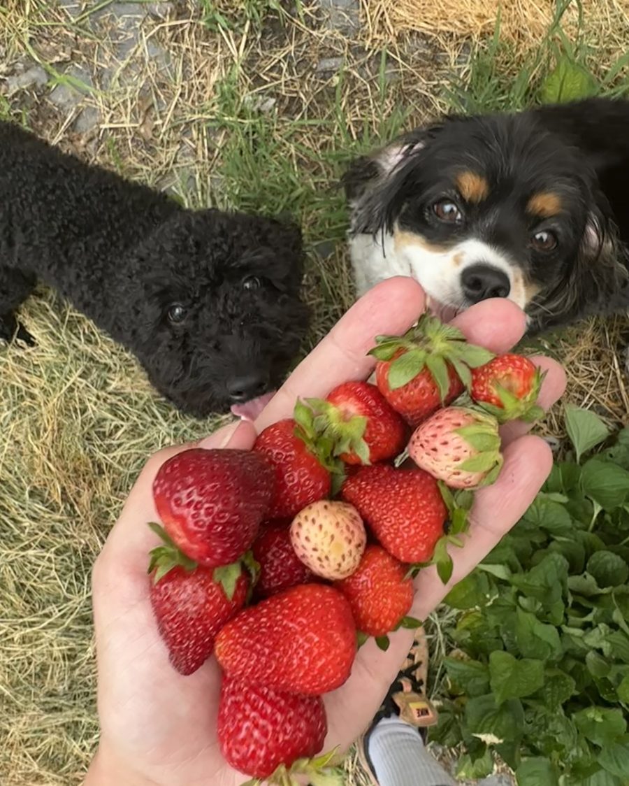 A handful of fresh strawberries, with Wes and Colt eyeing them from the grass