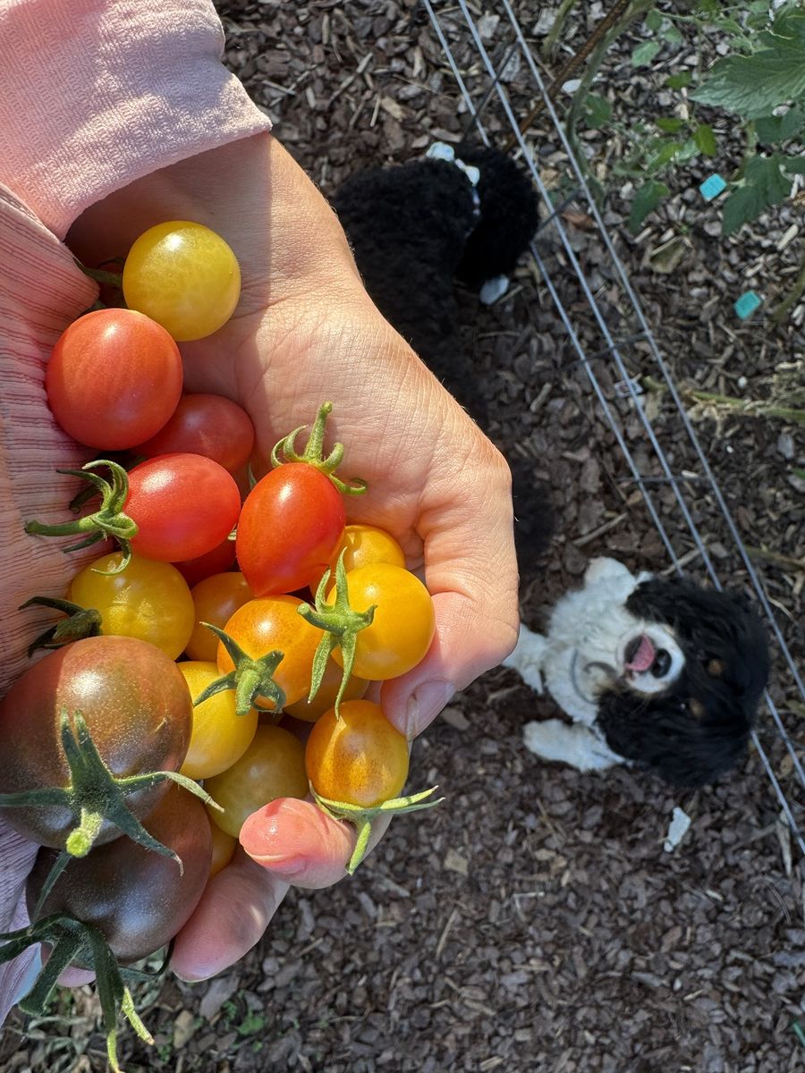 A handful of red and yellow cherry tomatoes, with Colt looking up from below