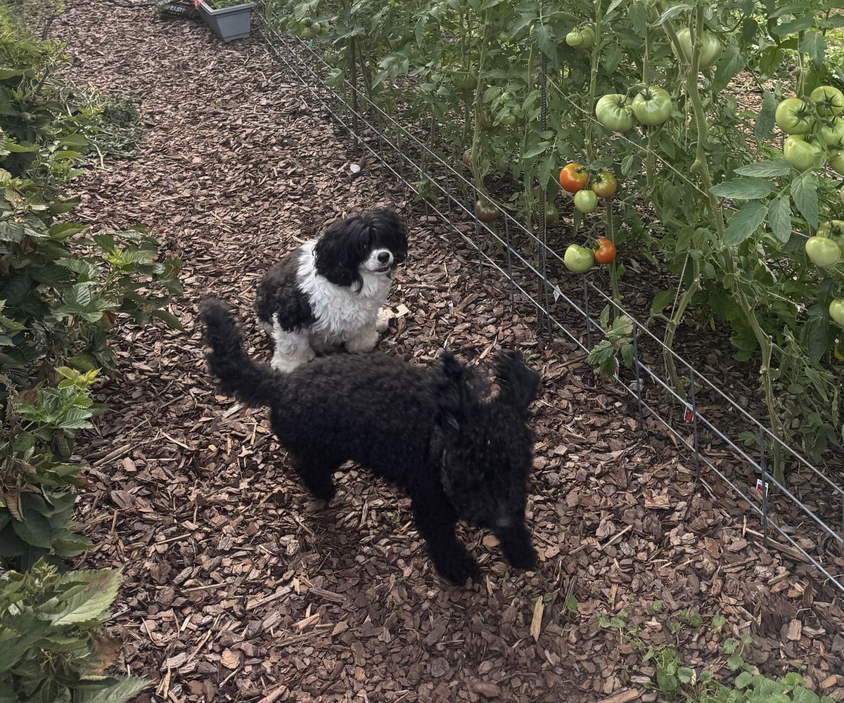 Colt and Wes on the mulch path beside a row of tall tomato plants