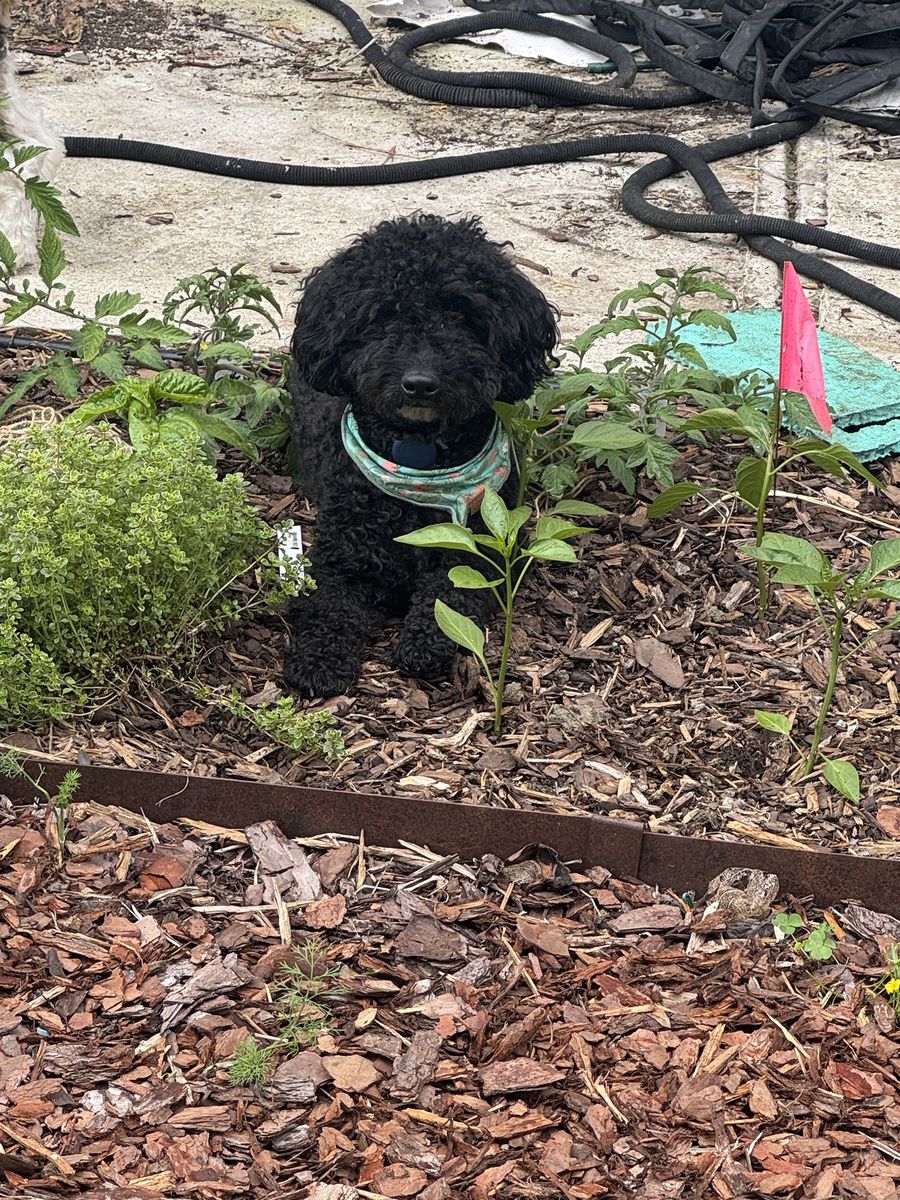 Wes sitting in a bed of young plants and herbs