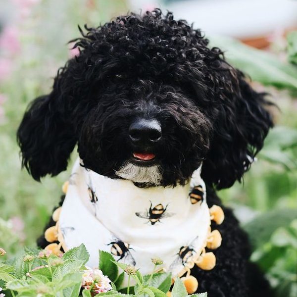 Wes, a black curly dog, in his bee bandana among pink flowers