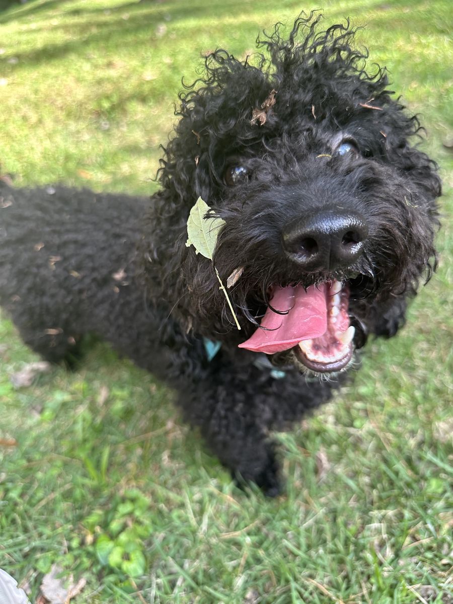 Wes with his tongue out and a leaf stuck in his curly fur
