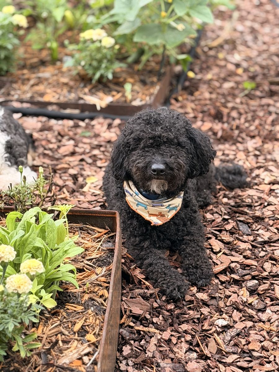 Wes lying in the mulch beside a raised bed, wearing a patterned bandana