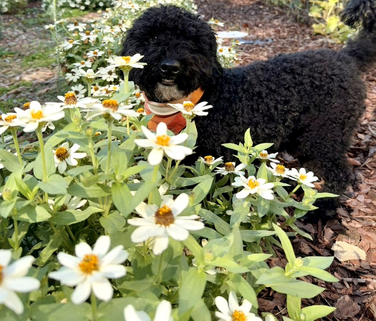 Wes, a black curly dog in an orange bandana, standing in a bed of white zinnias